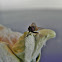 Fly