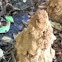 Termite Nest