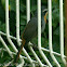 Cape Robin-Chat