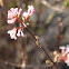 Dwarf Fragrant Viburnum