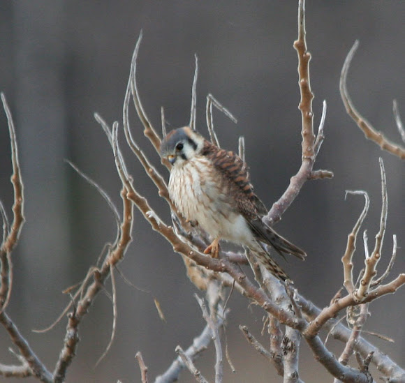 Spotting Image 1