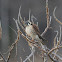 American Kestrel
