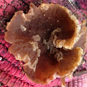 Jew's Ear