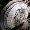 Bracket mushroom