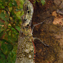 Peanut-head Bug