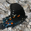 Pipevine Swallowtail