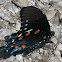 Pipevine Swallowtail