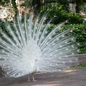 White peafowl
