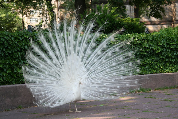 Spotting Image 1