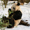 Giant Panda