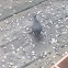 Snowbird (Dark-eyed Junco)