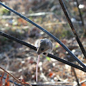 Deer Mouse