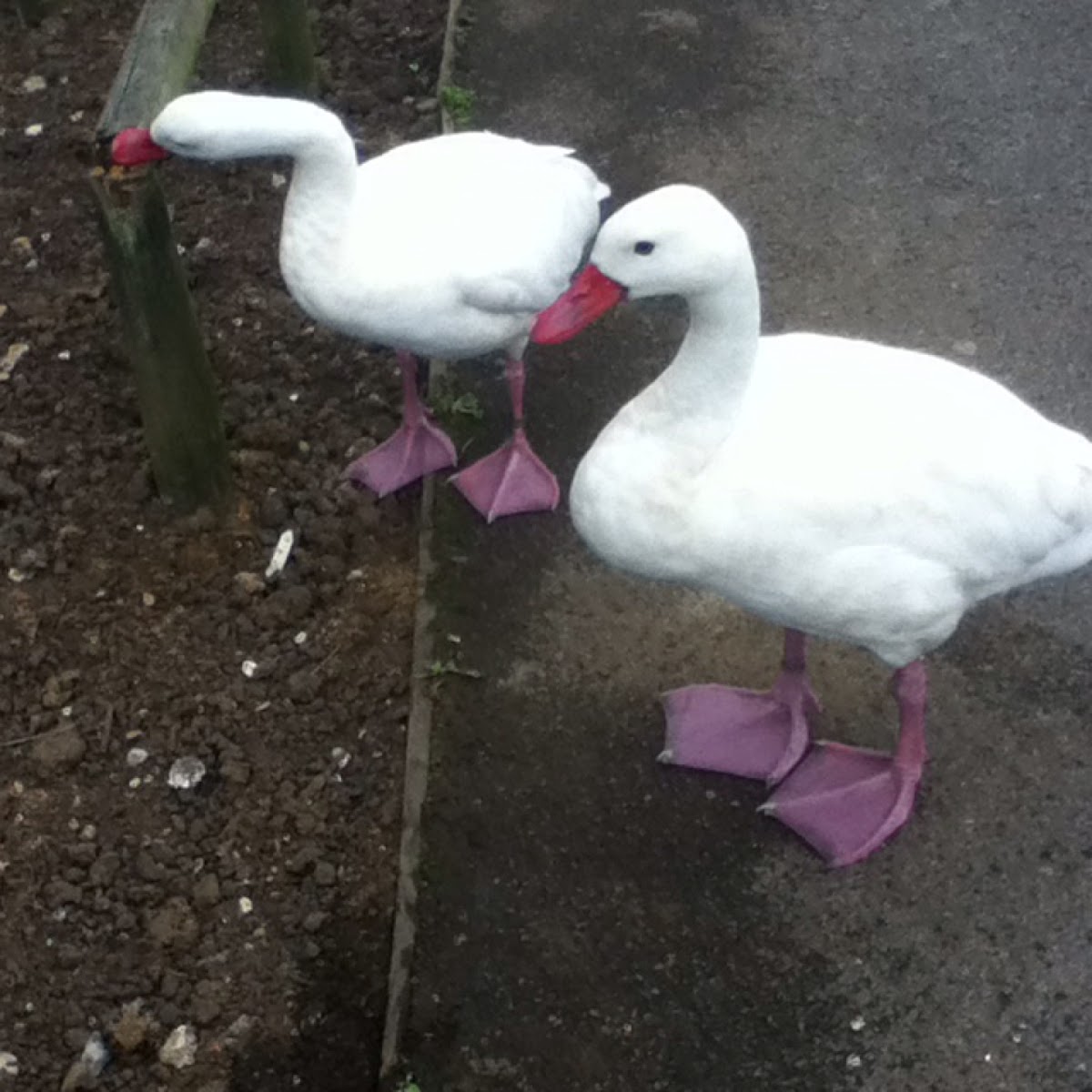 Coscoroba swan