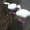 Coscoroba swan