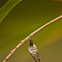case moth