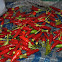 Chili Pepper