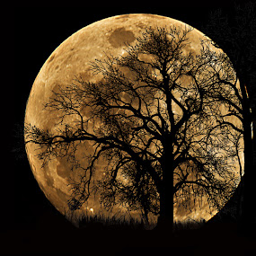 10 Ob Utp full moon tree 900.jpg