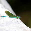 Damsel fly