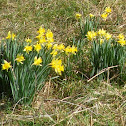 Daffodil