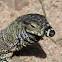Lace Monitor Lizard