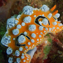 Ocellate Phyllidia