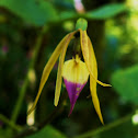 Encyclia Orchid
