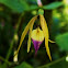 Encyclia Orchid
