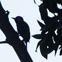 Stripe-breasted woodpecker