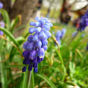 Grape Hyacinth