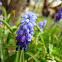 Grape Hyacinth
