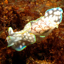 micromelo undata