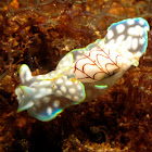 micromelo undata