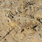 Texas Horned Lizard
