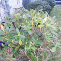 American rhododendron