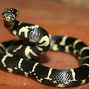 Eastern Kingsnake