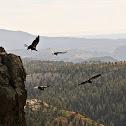 California Condor