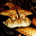 West African Gaboon Viper
