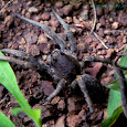 Wild Explorer of South Gujarat