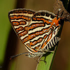 Common Silverline