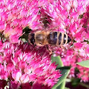 Western Honey Bee