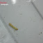 Indianmeal Moth (larva & eggs)