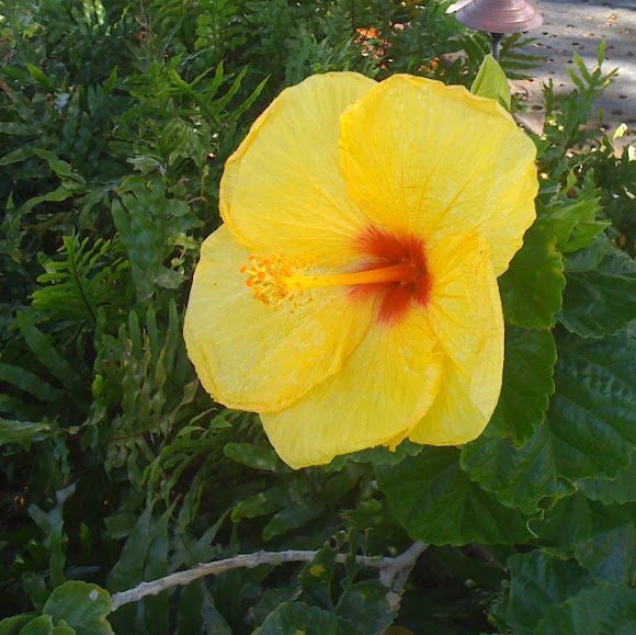 Spotting Image 1