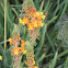 Orange Stocked Bulbine