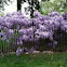 Wisteria