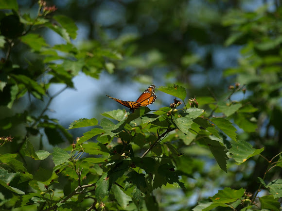 Spotting Image 1