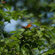 Monarch