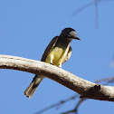 Cassin's Kingbird