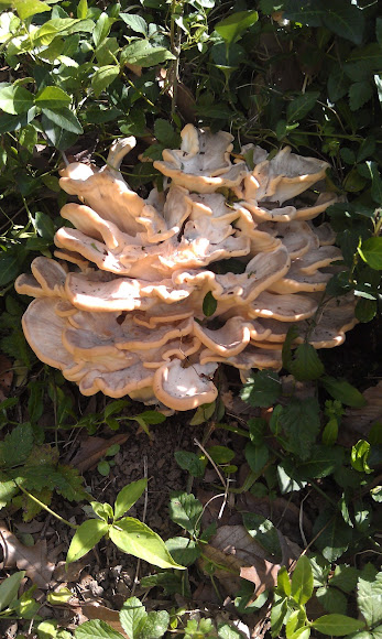Spotting Image 1