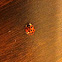 Harlequin Ladybird