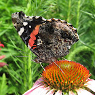 Red Admiral butterfly